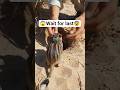 POV: Inside a Jerboa Colony — Real Micro-Camera Exploration of Subterranean Life #timelapse