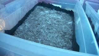 Going for it! Fruiting conditions engaged... 👨‍🚀🍄🚀 #unclebenstek