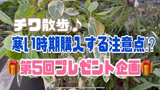 チワ散歩　寒い時期購入する注意点　第5会プレゼント企画案内