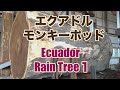 エクアドル・モンキーポッド　Ecuador rain tree1
