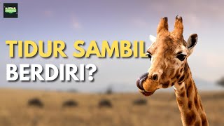 Terkejut! 6 Fakta Menarik Tentang Jerapah yang Akan Membuatmu Tercengang