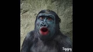 Gorilla sings Mr. Beast 6000