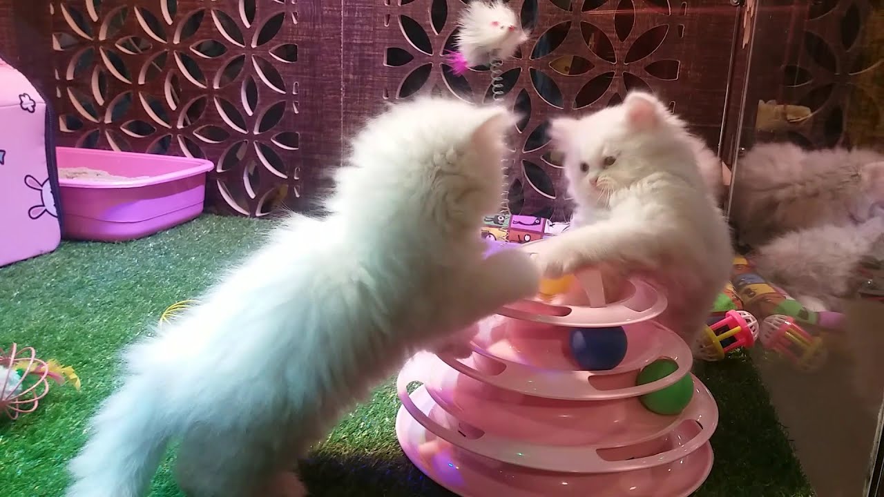 Beautiful Baby Cats for Sale online Cute and Funny Cat and Kittens Playing Pets Food