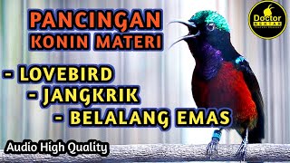 PANCINGAN KONIN GACOR FULL ISIAN JANGKRIK,LOVEBIRD,BELALANG EMAS AUDIO JERNIH COCOK BUAT BAHAN
