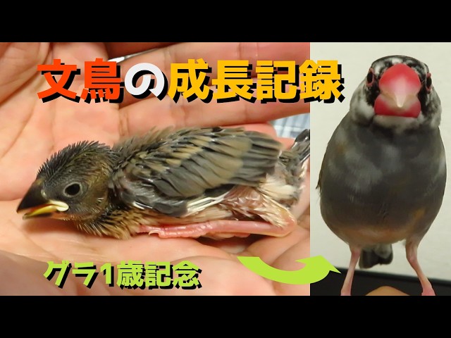グラ1歳記念】文鳥が大人になるまで Java Sparrow【成長記録】 - YouTube
