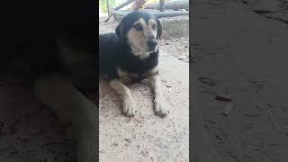 С Пасхой тебя Малыш 🦮🐕🐶🔥#shorts #собака #собаки #животные #домашниеживотные