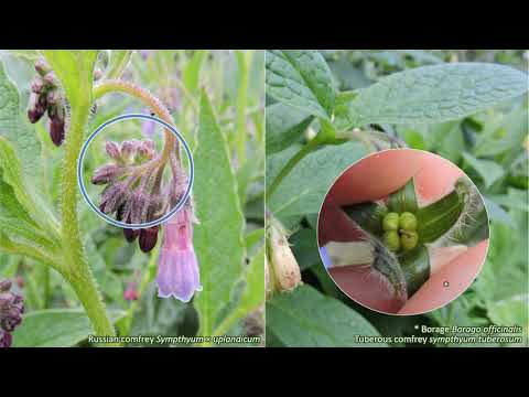 Video: Viper's Bugloss Flower - Nơi Và Cách Trồng Cây Viper's Bugloss