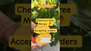 Natural ripen Chemical free 🥭 mangoes