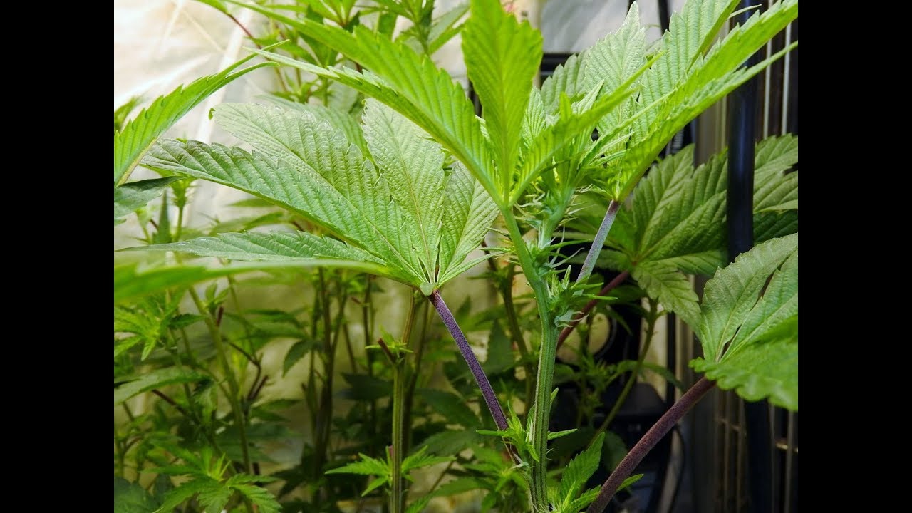 THE TRUTH DAY 7 NEW MILLENNIUM NUTRIENTS GROW