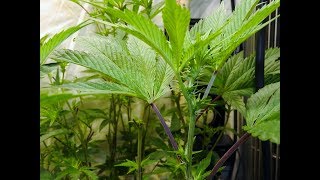 THE TRUTH DAY 7 NEW MILLENNIUM NUTRIENTS GROW