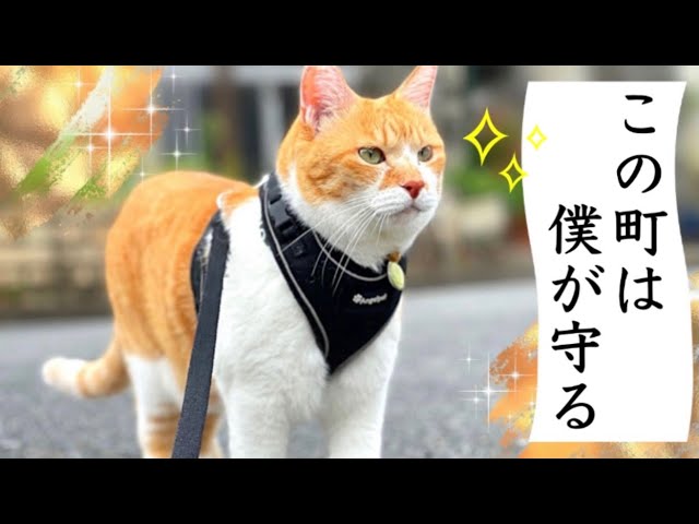 猫かぶりのオタク 英梨々 SP 44-JY0602-04C 藤居 冴加🦊 on X: 