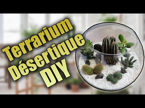 Faire ton propre Terrarium Désertique pour Cactus et Plante Grasse - DIY