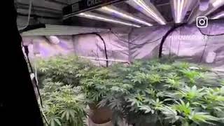 4x8 LED Grow Tent - @MidMOGrower