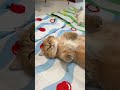 🥵猛暑対策!猫が離れない冷却ジェルマットが快適すぎた❄️😻 #猫用品 #夏対策