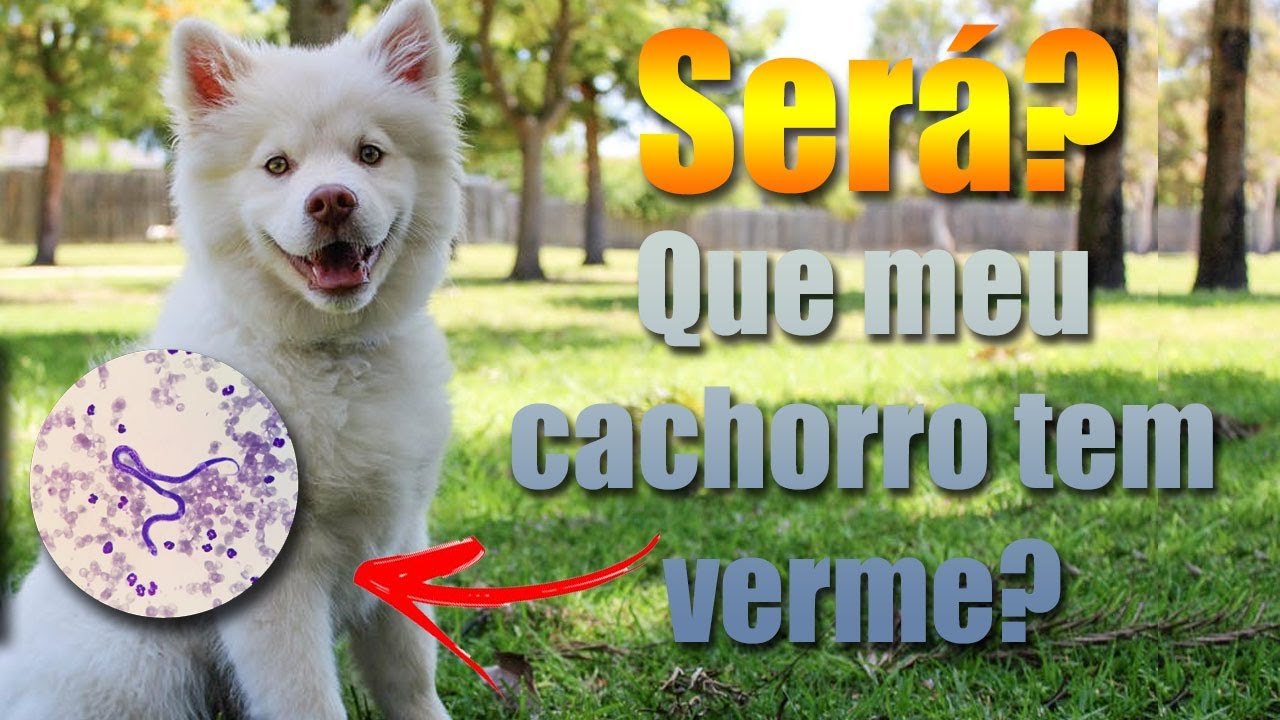 Como saber se meu CACHORRO está com VERME! - Descubra já! - YouTube