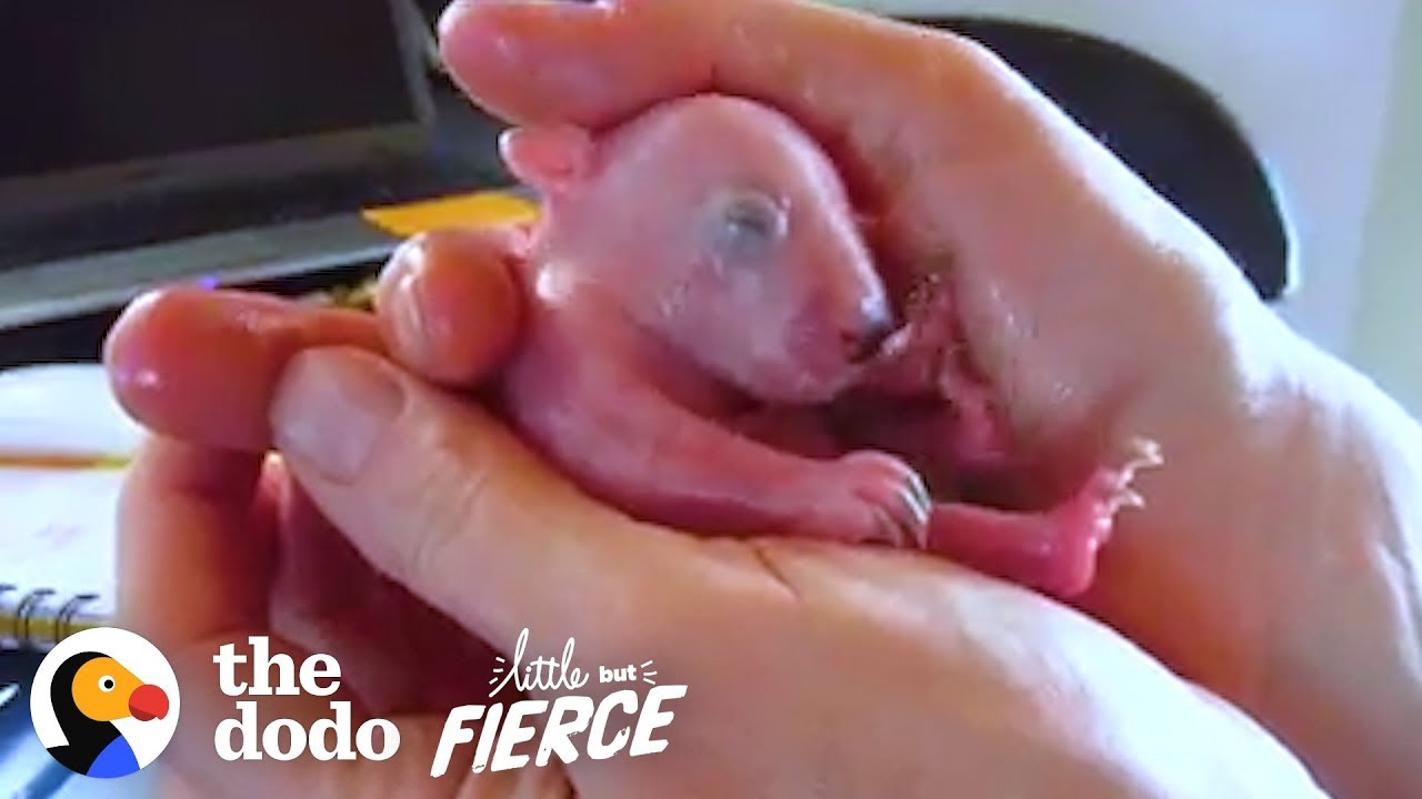 2-Ounce Pink Baby Wombat Grows Up HUGE! | The Dodo Little But Fierce