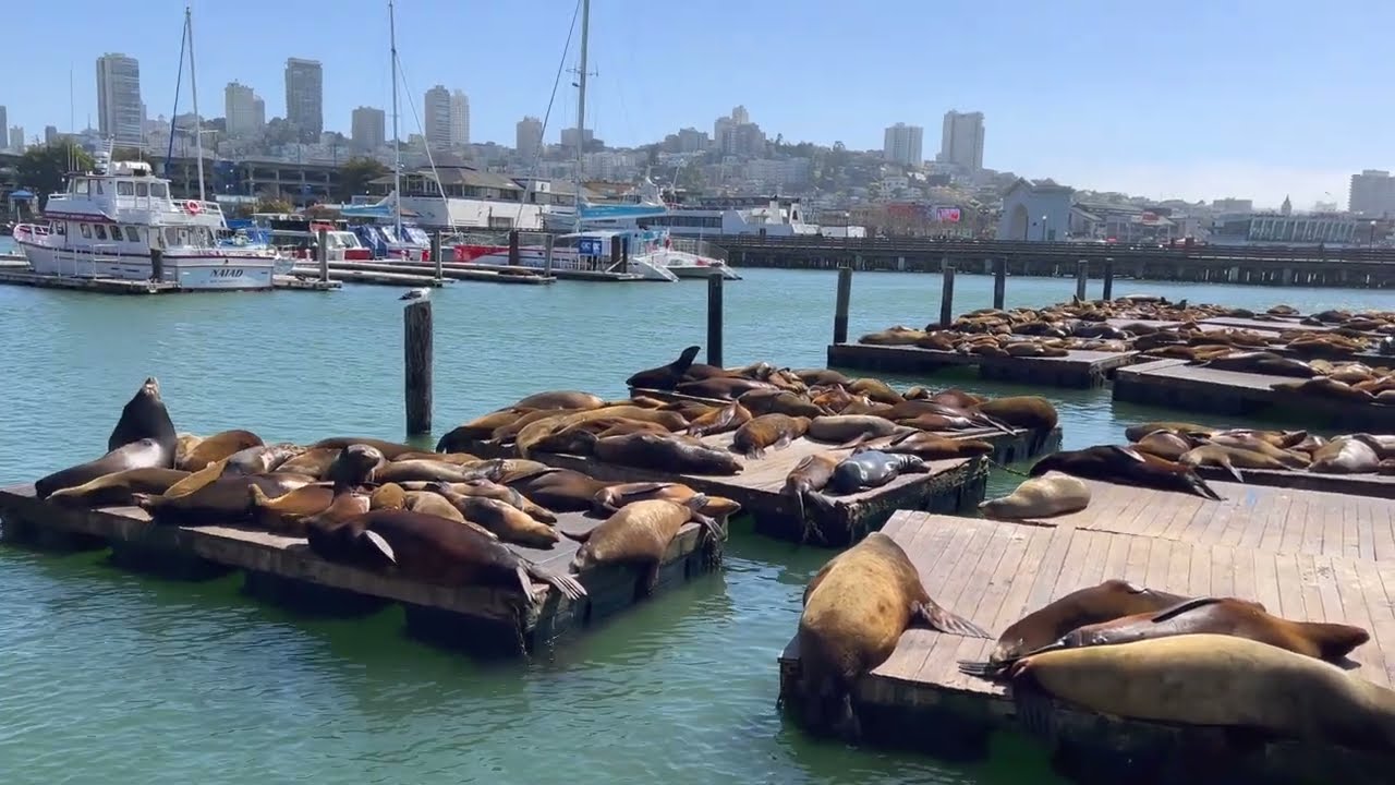 Sea Lions at Pier 39 at Fisherman`s Wharf, San Francisco, USA