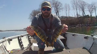 Spring Perch Fishing 2024 During The Spawn