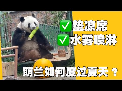 萌兰：铁秋千夏天烫屁股；奶爸：垫凉席，送毛巾，水雾喷淋安排。三太子如何度过北京的炎炎盛夏？