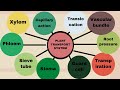 Science 8 Quarter 1 Week 2 Plant Transport System   Revised Kto12 Curriculum Matatag
