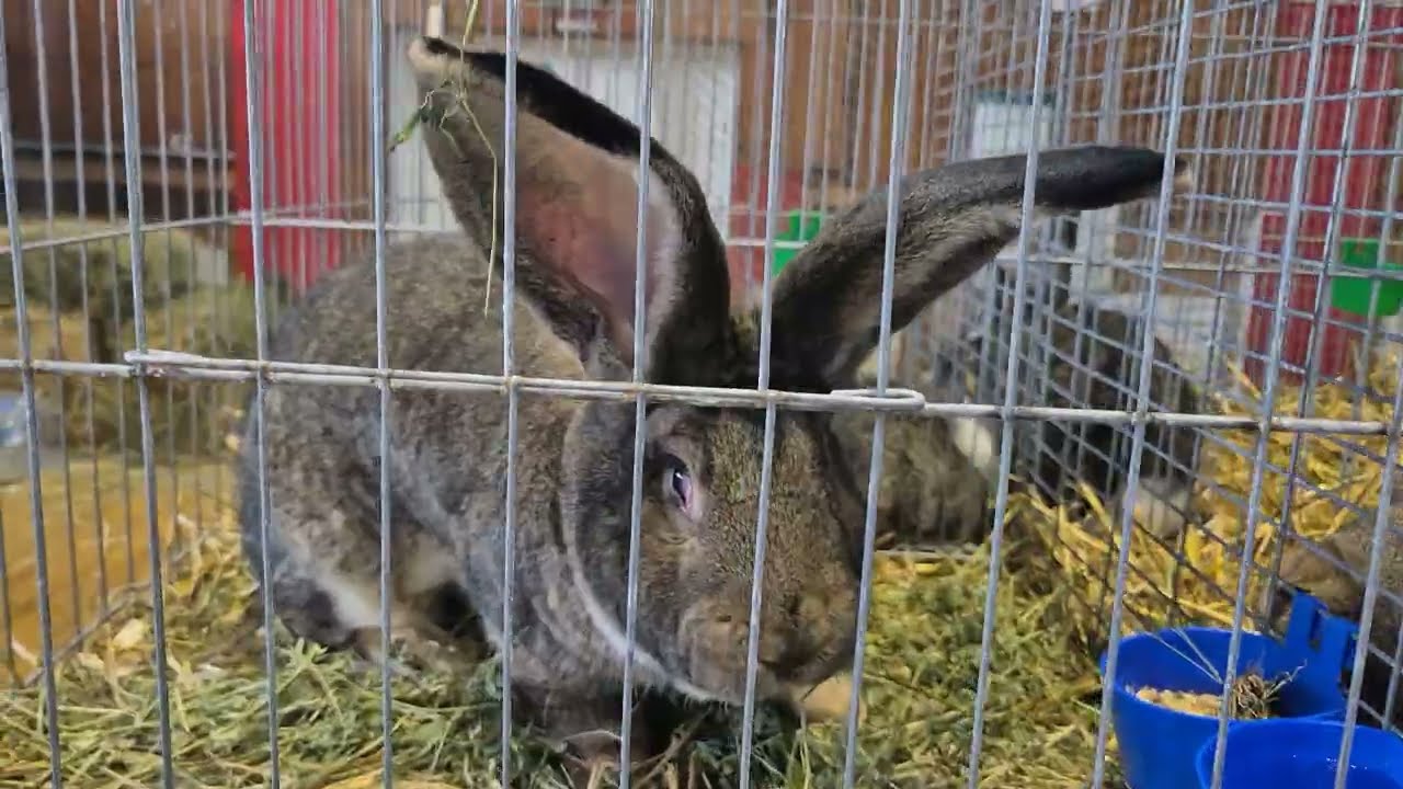 Expoziție iepuri si păsări Târgoviște 2025