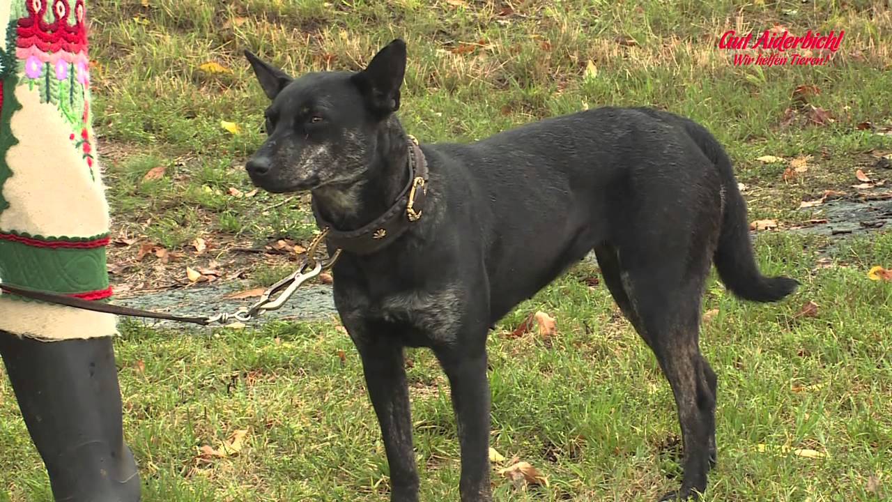 Mudi-Hündin Sade darf den widerspenstigen Eico 