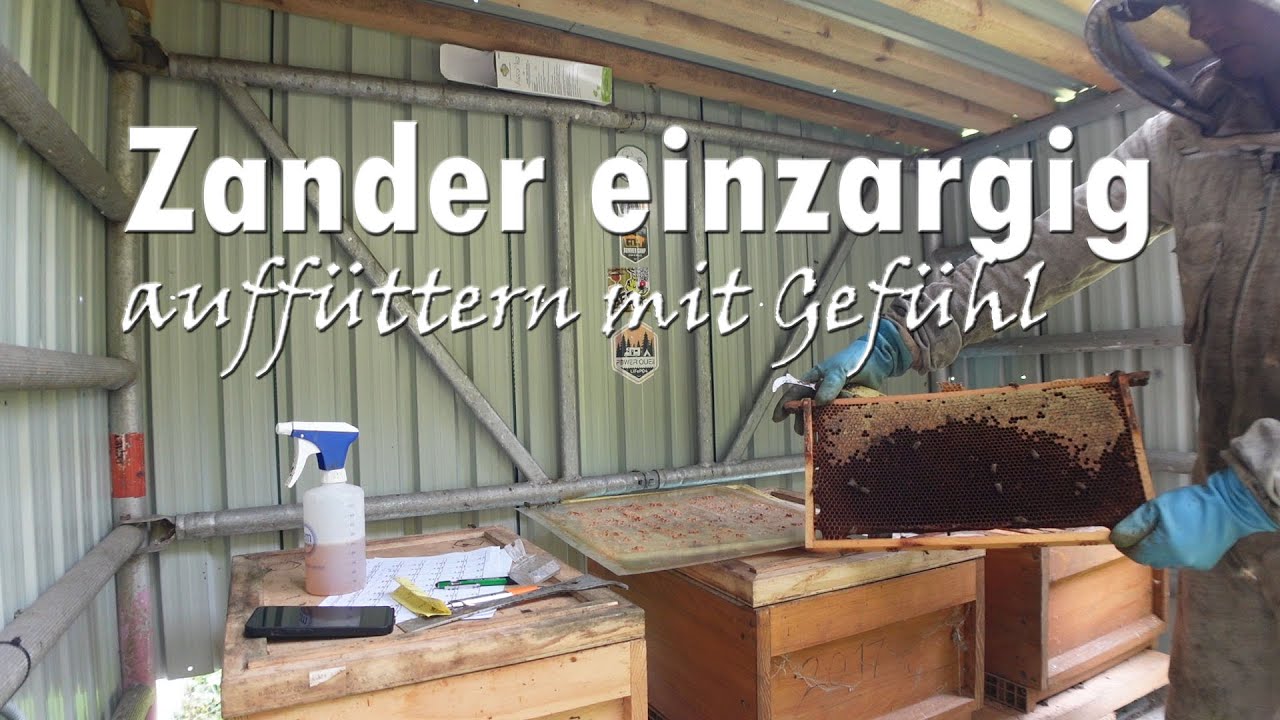 Zander einzargig, auffüttern mit Gefühl