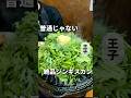 こんなラム初めて食べた!【王子】