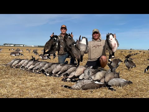 Early Goose Molt Migrators | Black Stainless Band and Cacklers! 45 Birds