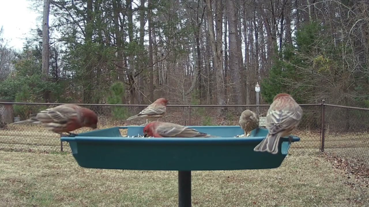 House Finches at feeder