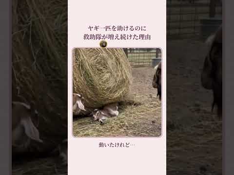 ヤギ一匹を助けるのに 救助隊が増え続けた理由 thumbnail