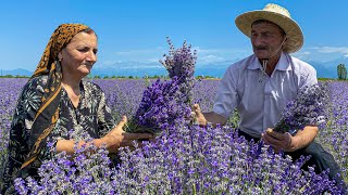 A beautiful field with Mountain lavender! Delicious lunch in a mountain village