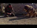 Chien lion  sauvetage dogue du tibet dokhyi