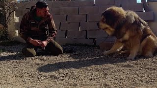 CHIEN LION  SAUVETAGE DOGUE DU TIBET 'DOKHYI'
