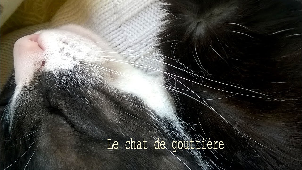 Le chat dans le lavabo