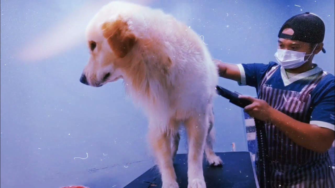 How To Groom Golden Retriever YouTube