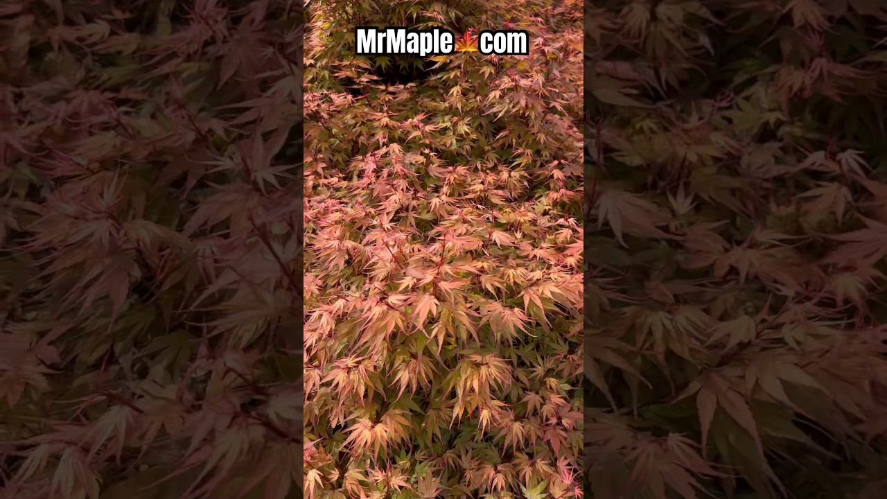 Maybe the biggest 'Kuro hime' dwarf Japanese Maple in the world? MrMaple.com 