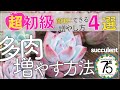【多肉植物】初心者でもできる！多肉植物を増やす方法４選を紹介！