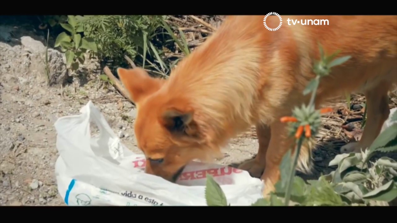 Métodos Anticonceptivos Para Perros Y Gatos