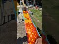 Marble Run☆Genius Miss Performer Sakura①