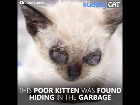 video editing software free Amazing recovery of a blind kitty living on the streets hiding in the garbage