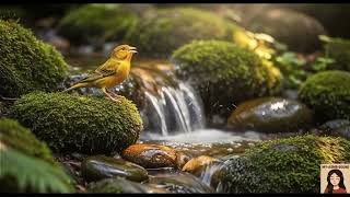 Canary Bird ASMR | Peaceful Nature Sounds & Gentle Chirping in the Forest screenshot 1