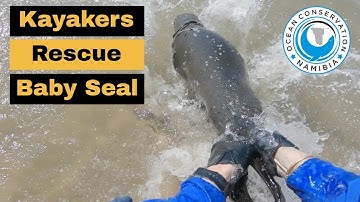 Kayakers RESCUE baby seal