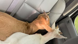 Hoodbilly_a..Billy Earl & His New Boo