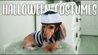 Dachshund Tries On Halloween Costumes