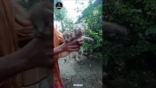 বন বিড়াল কেন মারা উচিত নয়? | Wildcat Protection Facts | Save Wildlife | sommohon | সম্মোহন