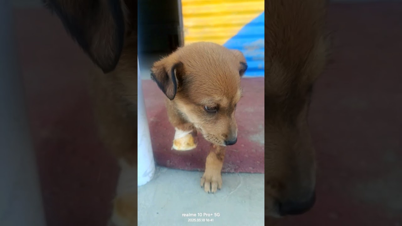 successfully operated a case of amputation of forelimb # accidental case # good recovery