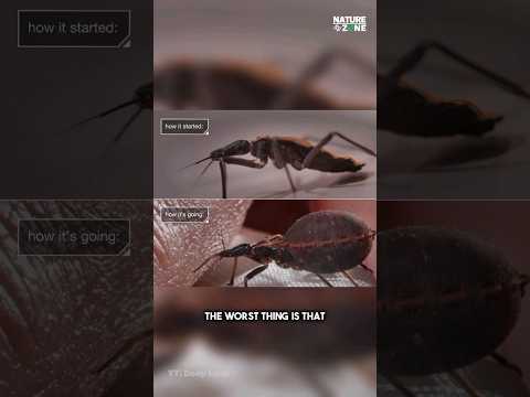 Video: Triatom bugs: description, classification and interesting facts