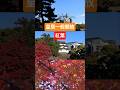 令和6年秋季皇居乾通り一般公開 #Tokyo #Kokyo #autumnleaves #japan #shorts #皇居 #紅葉 #TheImperialPalace