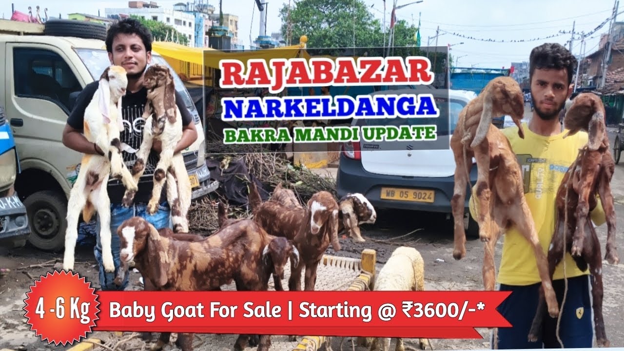 4 - 6 kg Wale Baby Goat @ ₹3600 onwards For Sale | Rajabazar Narkeldanga Bakra Mandi Update #goat